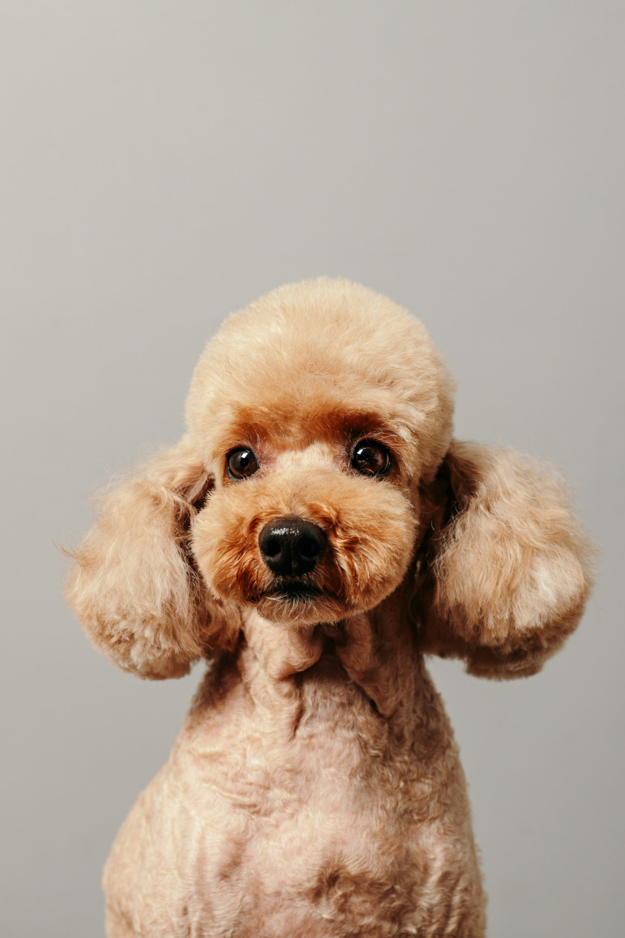 Apricot poodle portrait after a breed trim