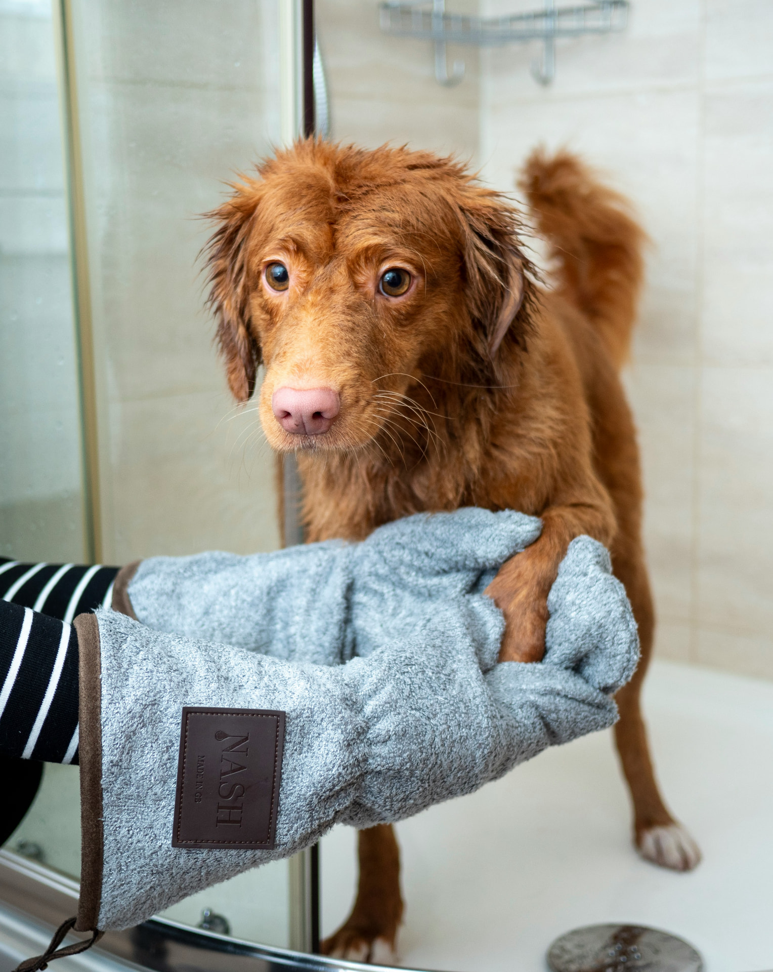 Retriever puppy wrapped in a towel after a bath
