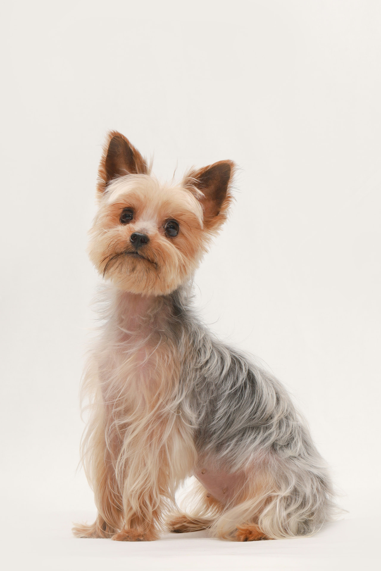Freshly groomed Yorkshire terrier sitting