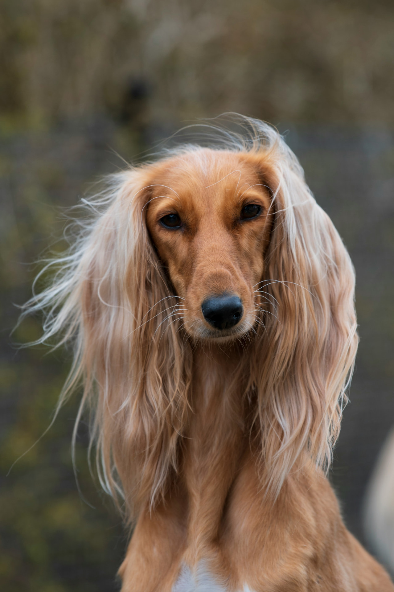 Long-coated saluki with a silky brushed coat