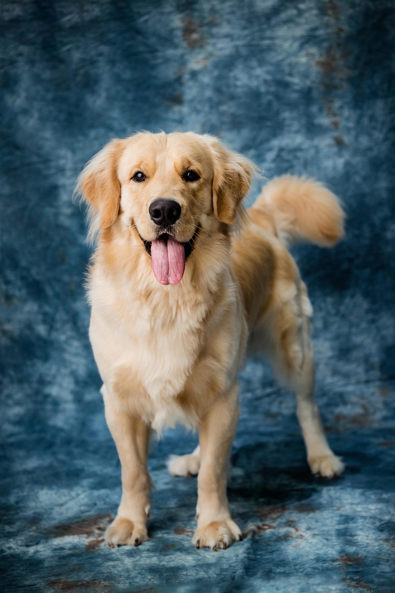 Golden retriever standing after a full groom