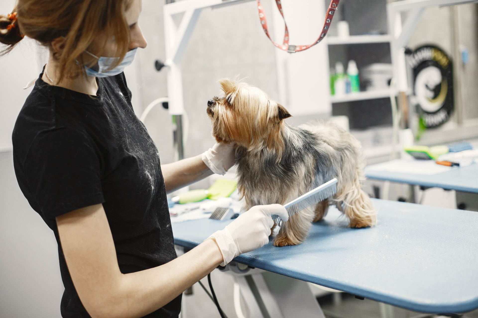 Groomer combing a terrier on the grooming table