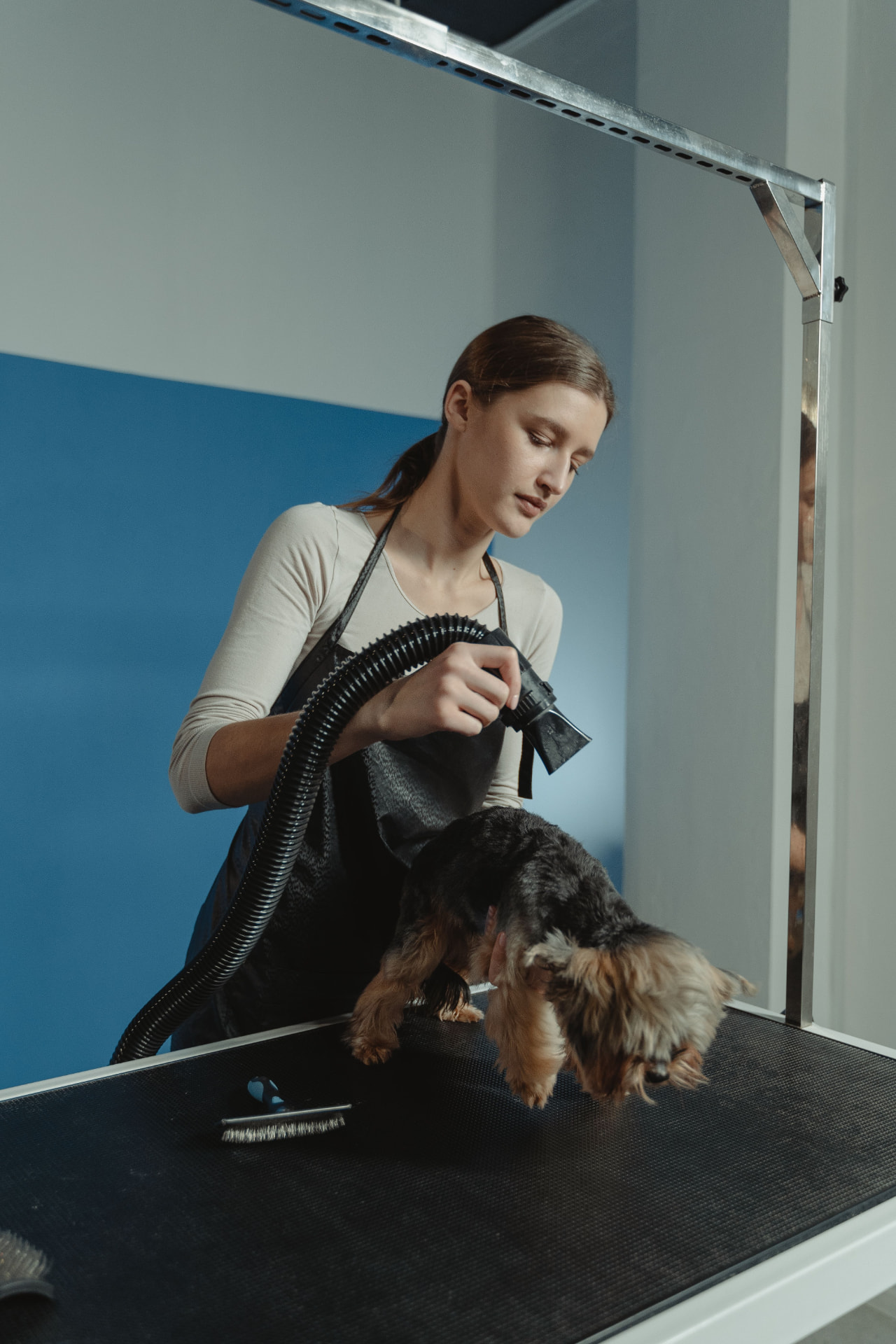 Groomer blow-drying a small dog in the studio