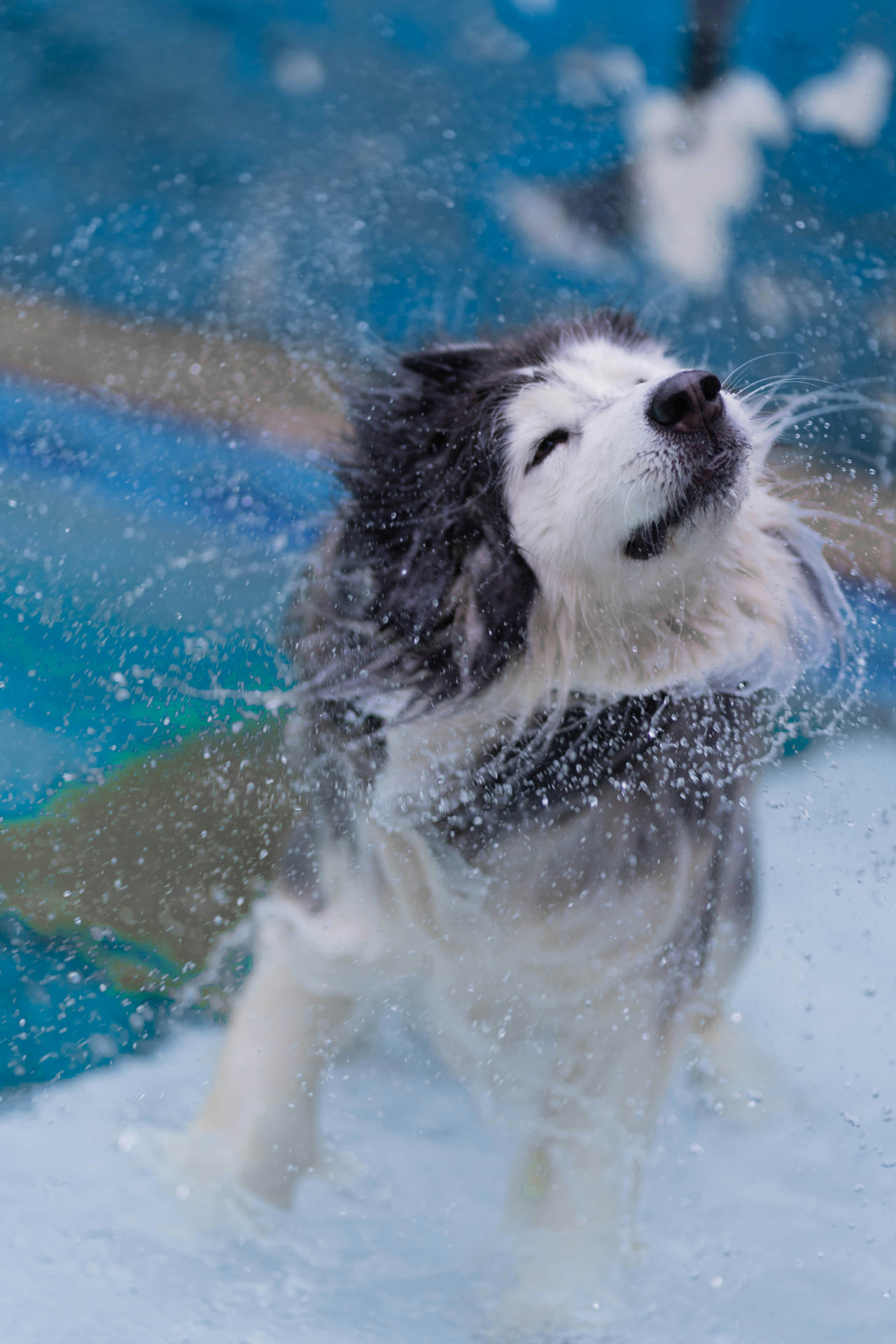 Husky shaking off water during a bath